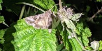 UK (University of Sussex) Moths are more efficient pollinators than bees, shows new research